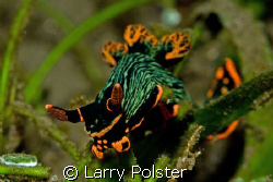 One of many nudis..Dumageute, Philippines, D300, 105VR by Larry Polster 